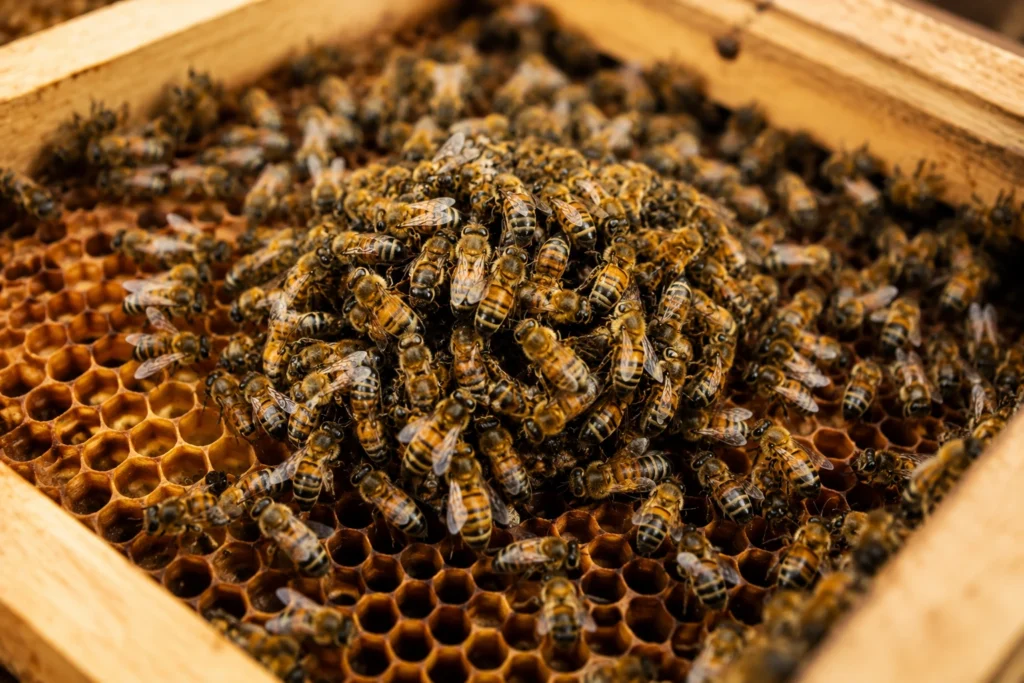 Como as abelhas conseguem manter a temperatura da colmeia