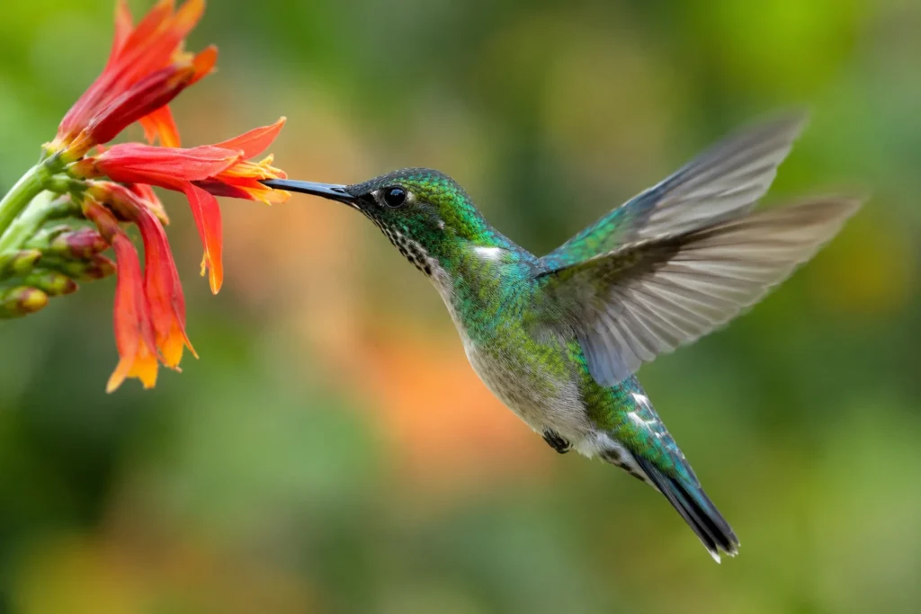 Como o beija-flor sobrevive na natureza