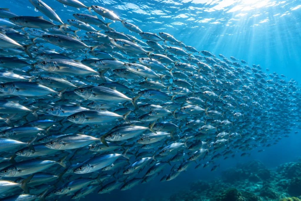 Por que alguns peixes nadam em grandes cardumes