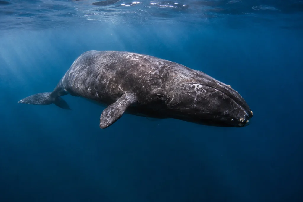 Qual é o animal com a maior expectativa de vida do planeta